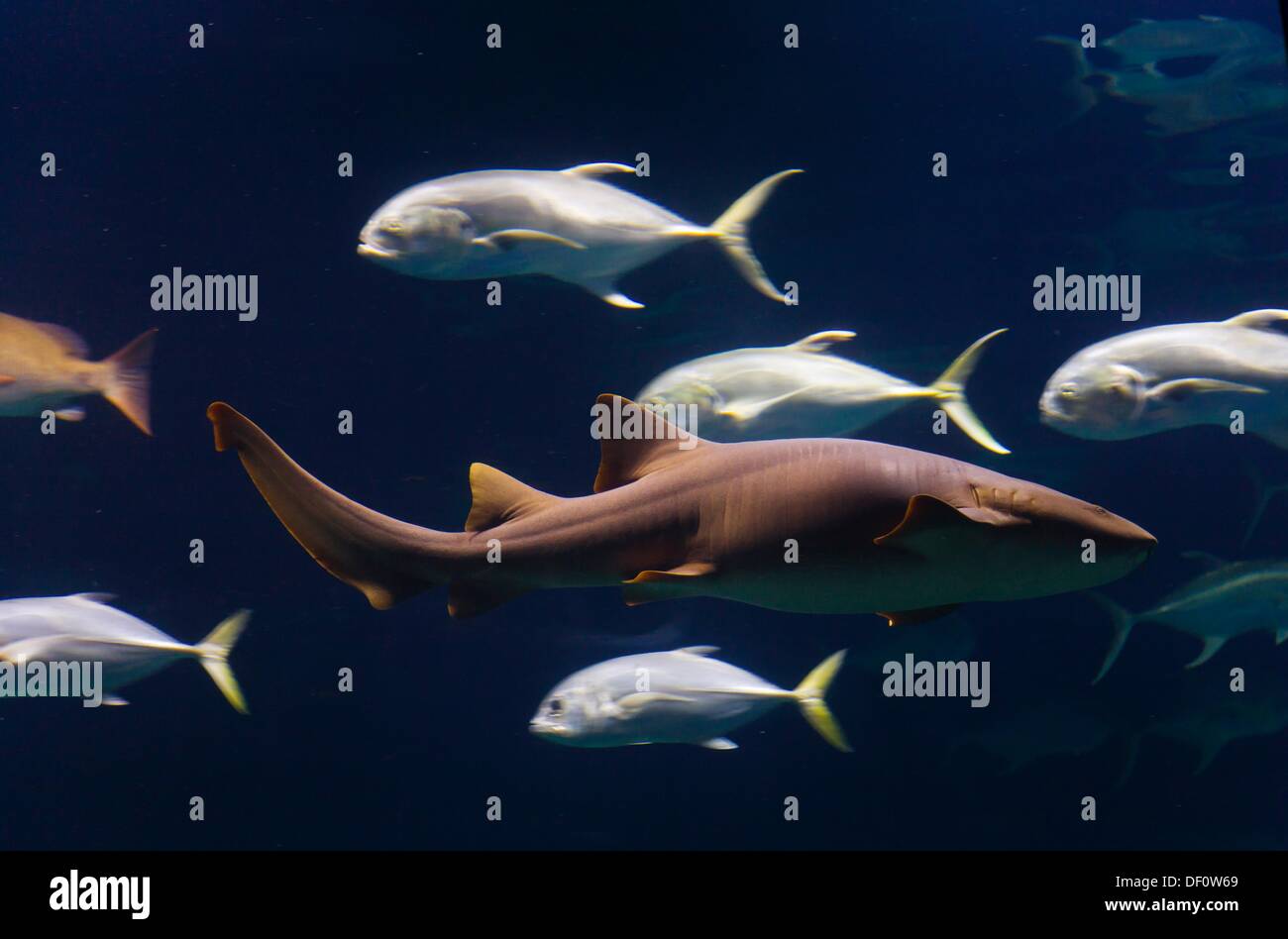 Shark, L´Oceanografic, Valencia, Spain Stock Photo Alamy