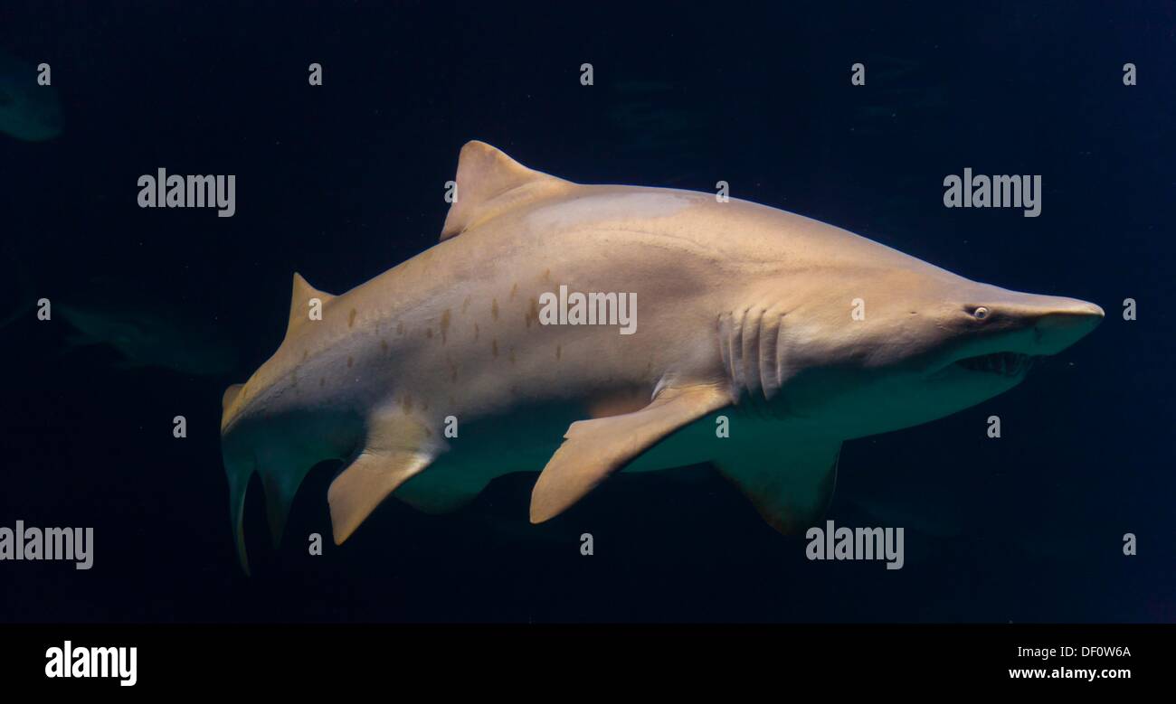 Shark, L´Oceanografic, Valencia, Spain Stock Photo Alamy