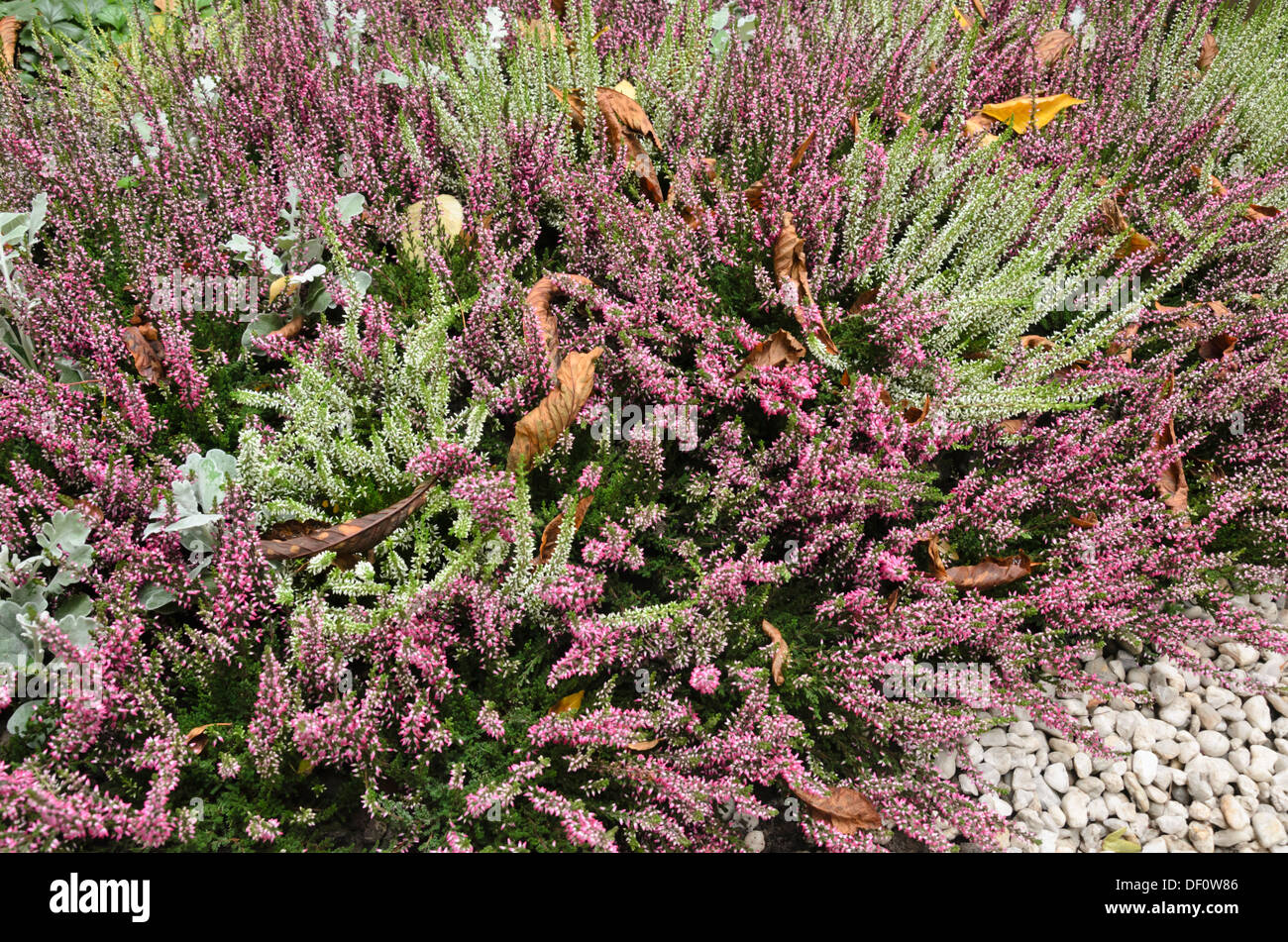 Common heather (Calluna vulgaris) Stock Photo