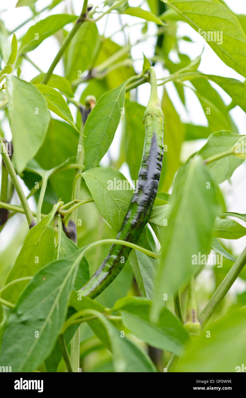 Chili pepper (Capsicum annuum 'Joe's Long') Stock Photo