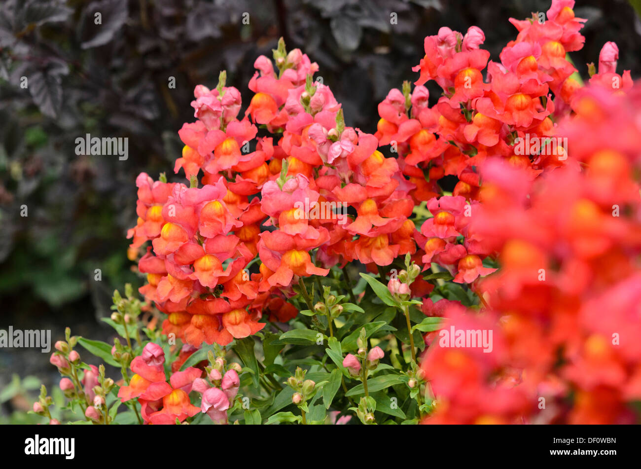 Snapdragon (Antirrhinum majus 'Sonnet Scarlet') Stock Photo