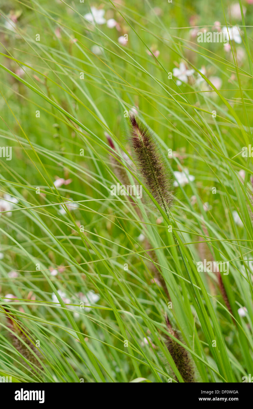 Dwarf fountain grass (Pennisetum alopecuroides) Stock Photo