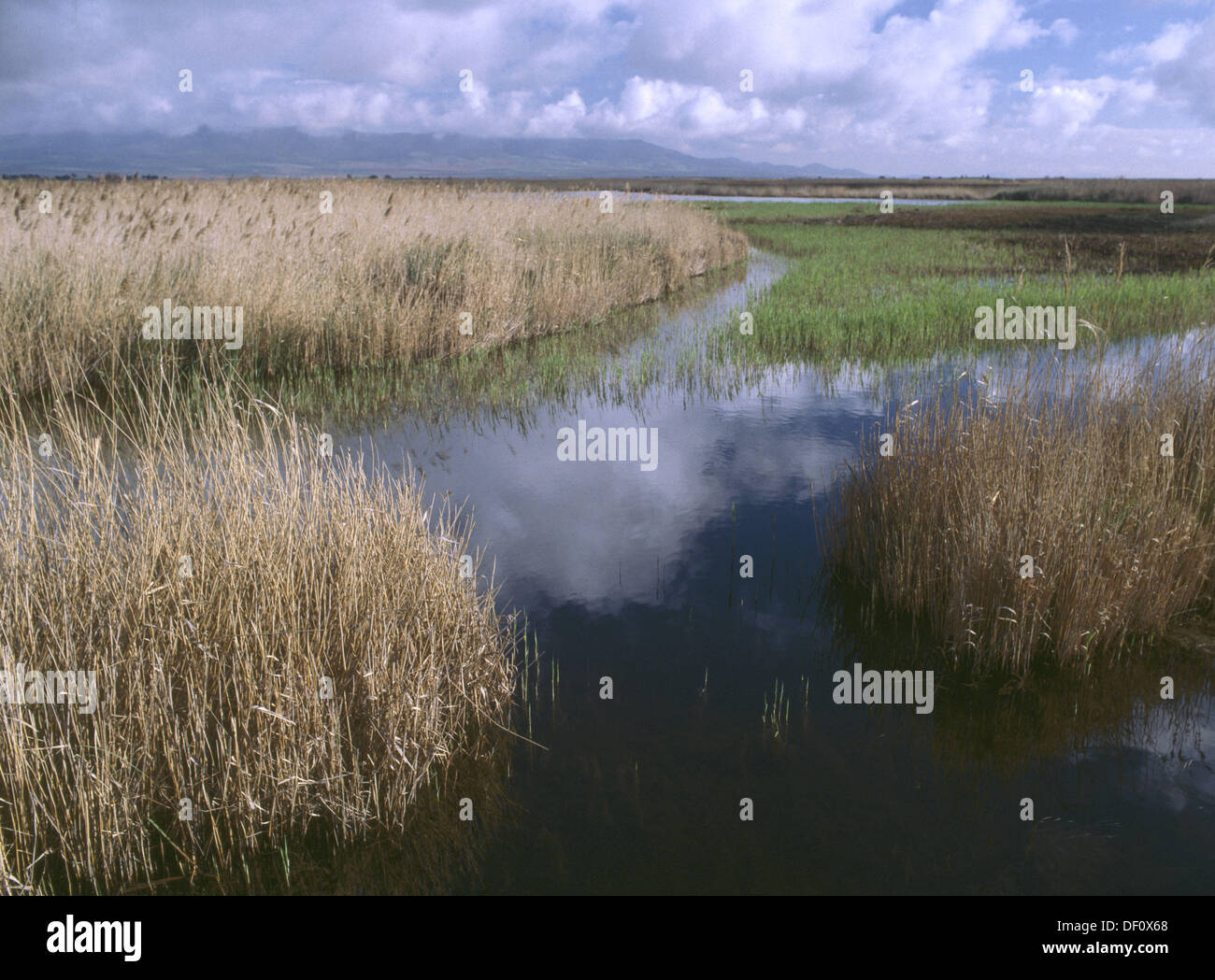 Tablas de Daimiel National Park. Ciudad Real province. Spain Stock