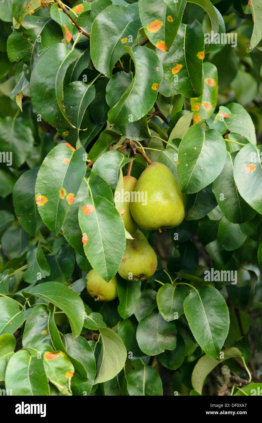 Common pear (Pyrus communis) and pear rust (Gymnosporangium fuscum syn. Gymnosporangium sabinae) Stock Photo