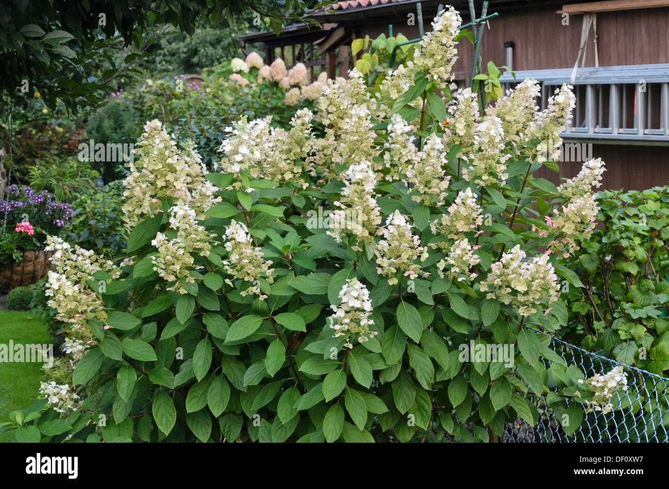 Panicle hydrangea (Hydrangea paniculata Stock Photo - Alamy