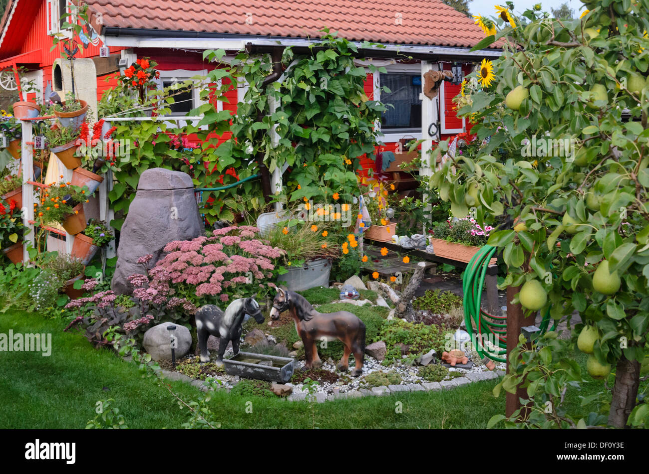 Orpine Sedum Telephium Syn Hylotelephium Telephium Yellow Cosmos Cosmos Sulphureus And Common Pear Pyrus Communis In An Allotment Garden With Stock Photo Alamy