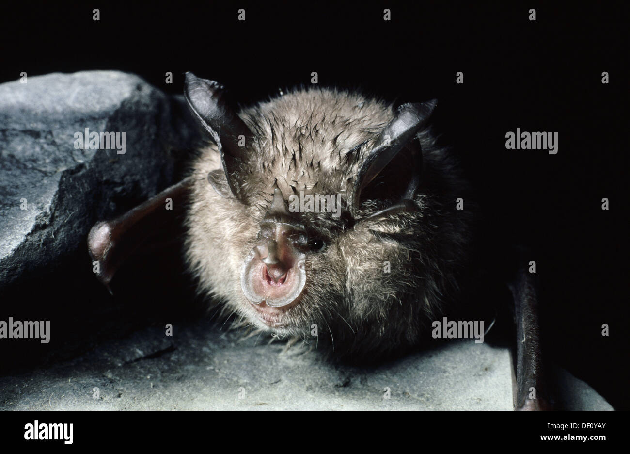 Greater Horseshoe Bat (Rhinolophus ferrumequinum Stock Photo Alamy