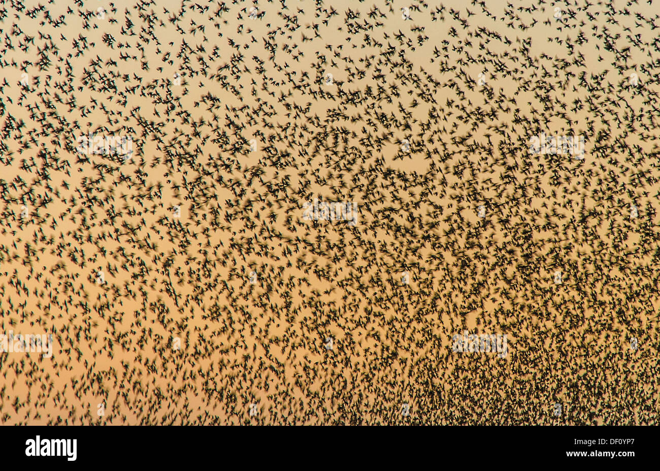 Abstract background of a flock of starlings blurred in motion at sunset. Stock Photo