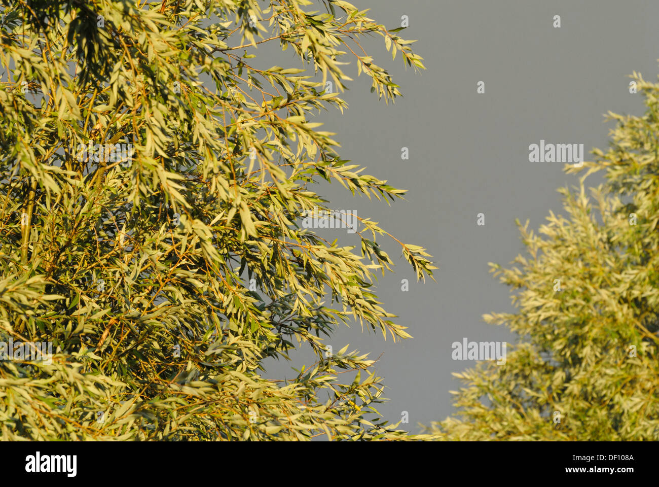 Willow (Salix) Stock Photo
