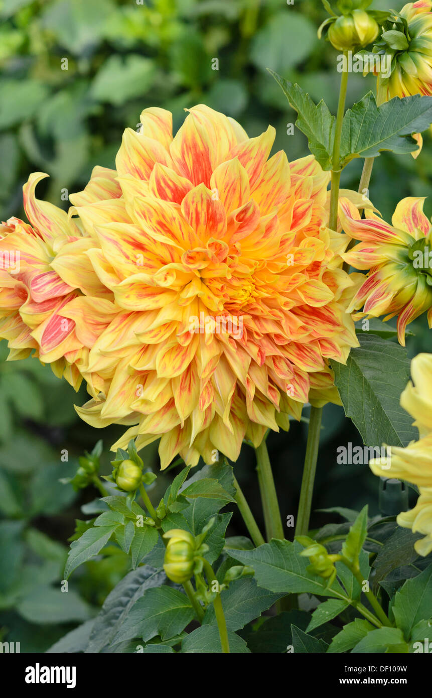 Decorative dahlia (Dahlia Explosion) Stock Photo