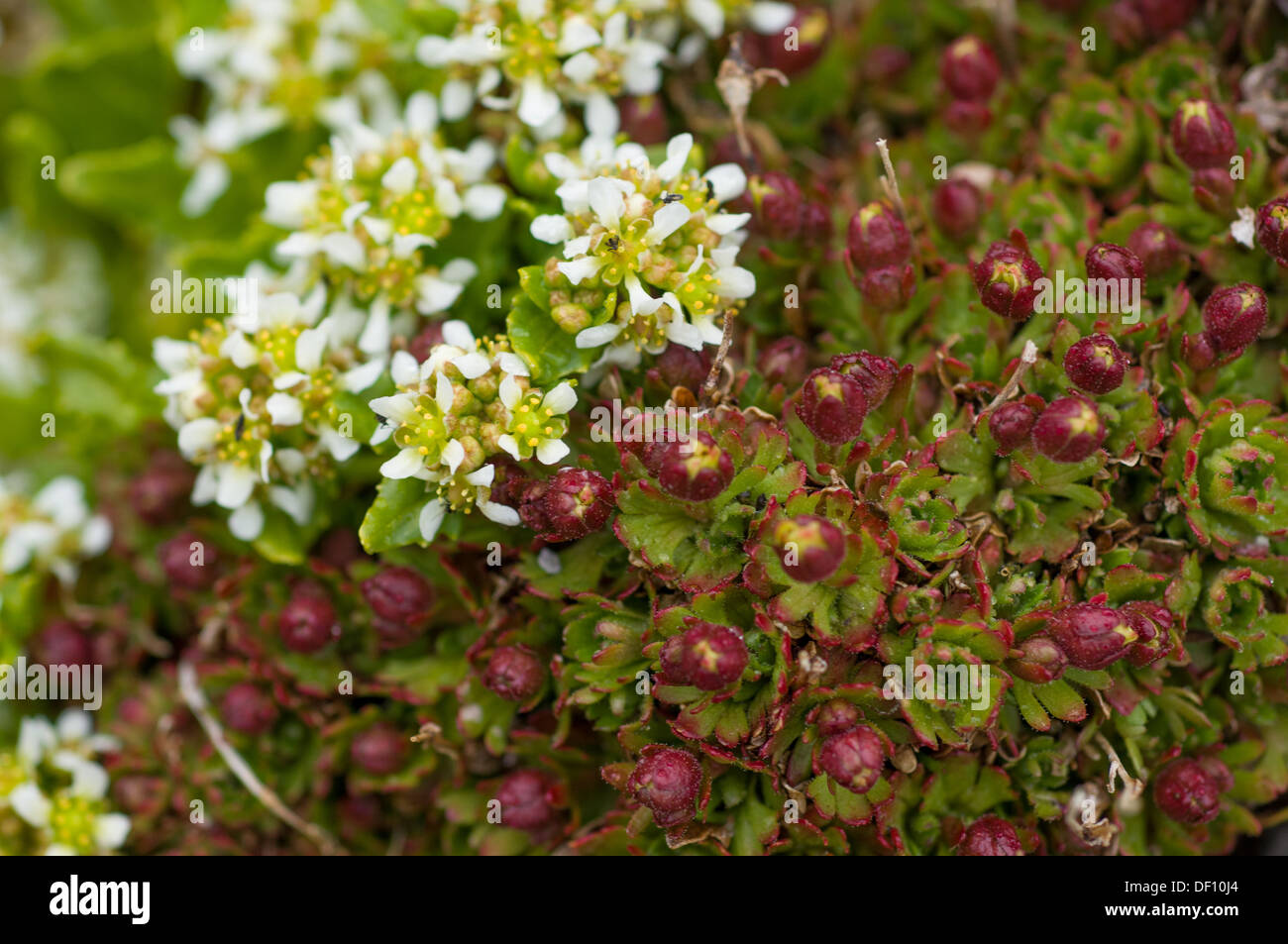 Starwort and Purple saxifrage (Saxifraga oppositifolia), near Gnalodden, Hornsund, Spitsbergen, Svalbard Archipelago, Norway Stock Photo