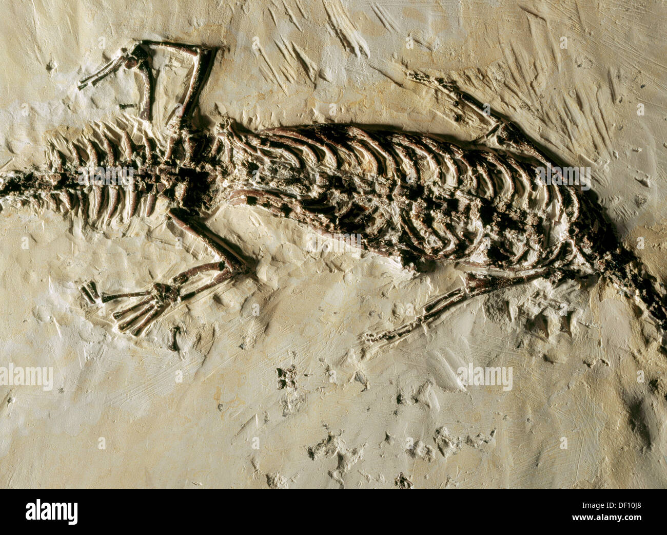 Mesosaurus brasiliensis fossil hires stock photography and images Alamy
