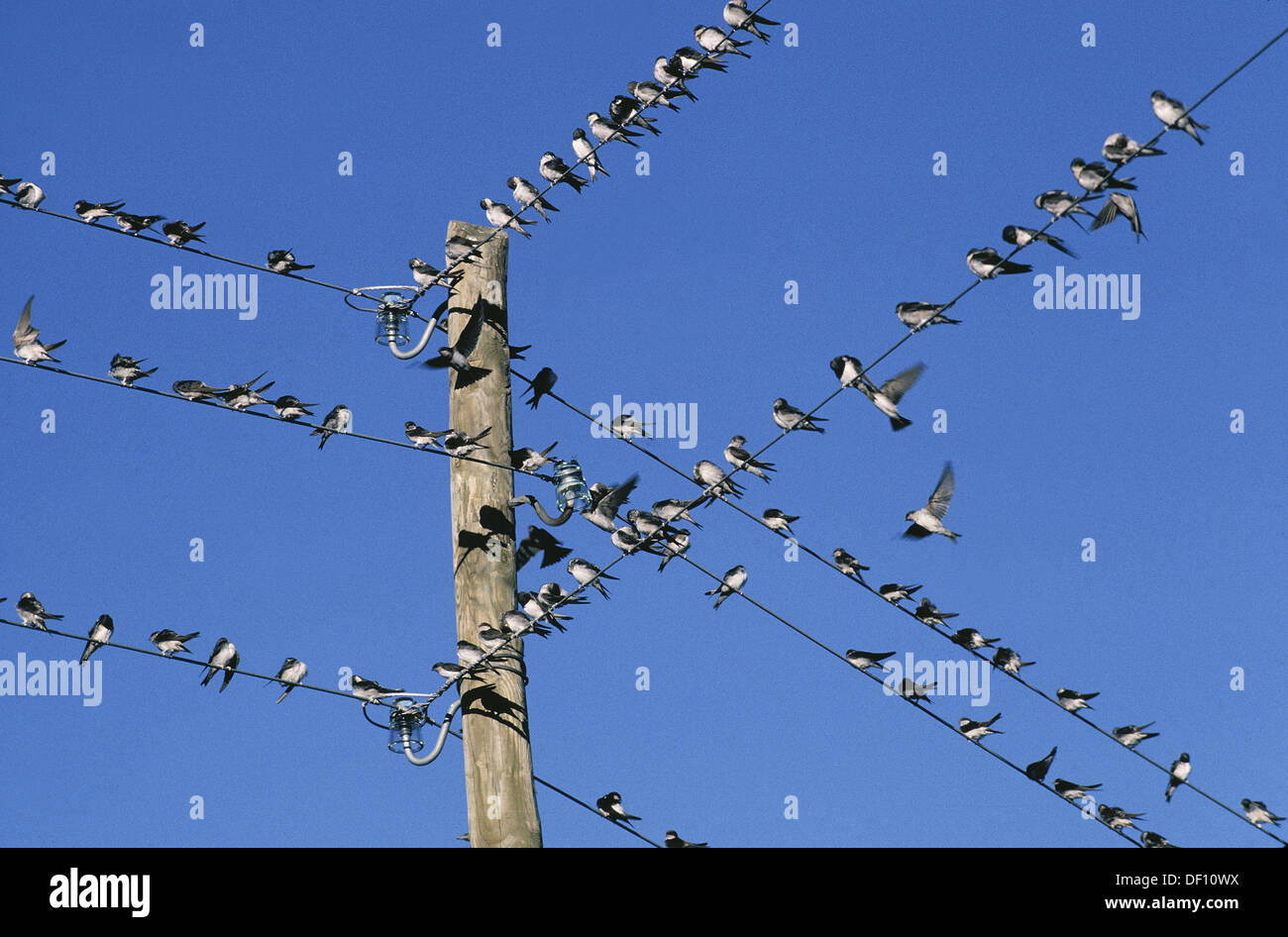 Birds on telephone wires Stock Photo Alamy