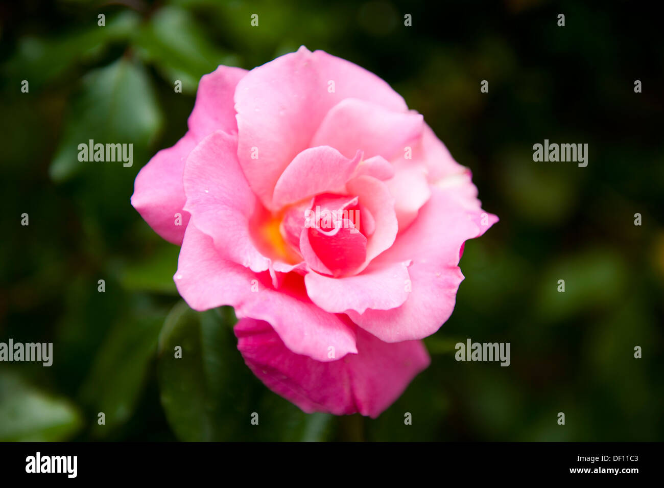 Pink rose close up dark background hi-res stock photography and images ...