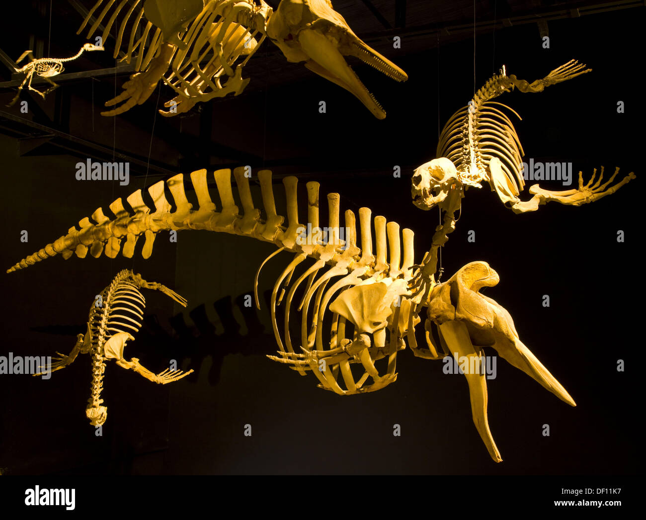 Egidio Feruglio Museum of Paleontology, Trelew, Patagonia, Argentina Stock Photo