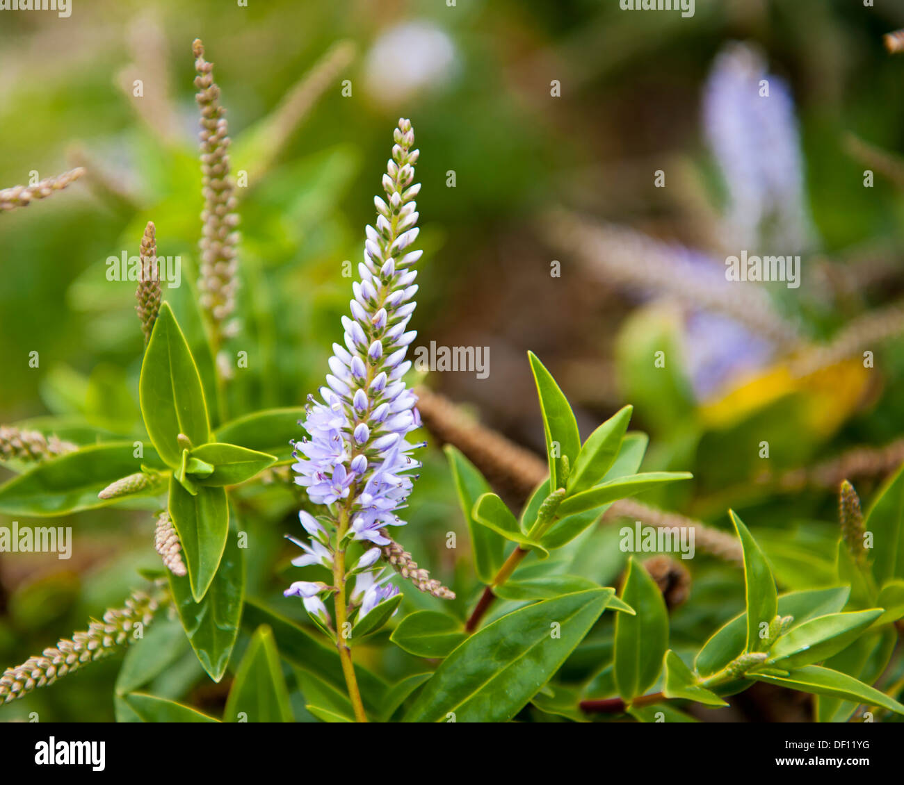 Forest wildflowers hi-res stock photography and images - Alamy