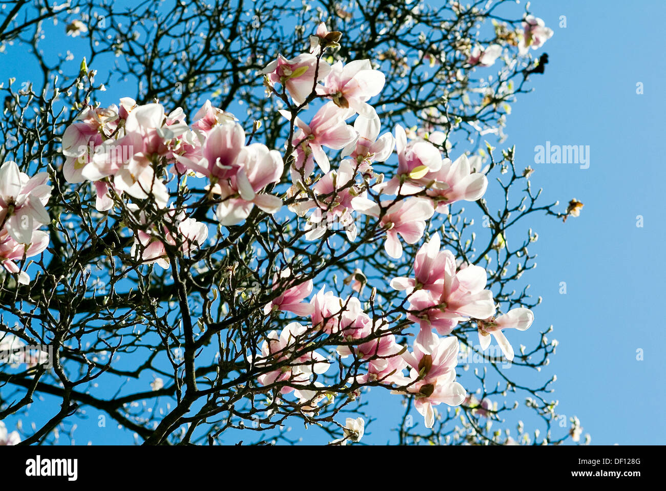 Berlin, Germany, colored blooming magnolia tree Stock Photo