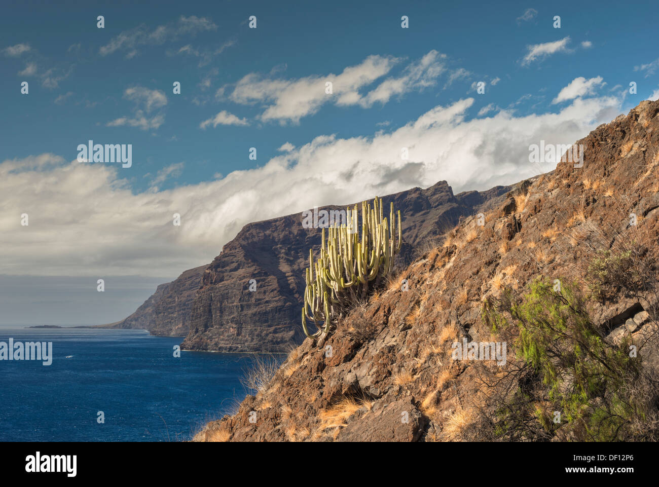 Native plants, cardon (Euphorbia canariensis) and balo (Plocama pendula), with the huge cliffs of Los Gigantes in the background Stock Photo