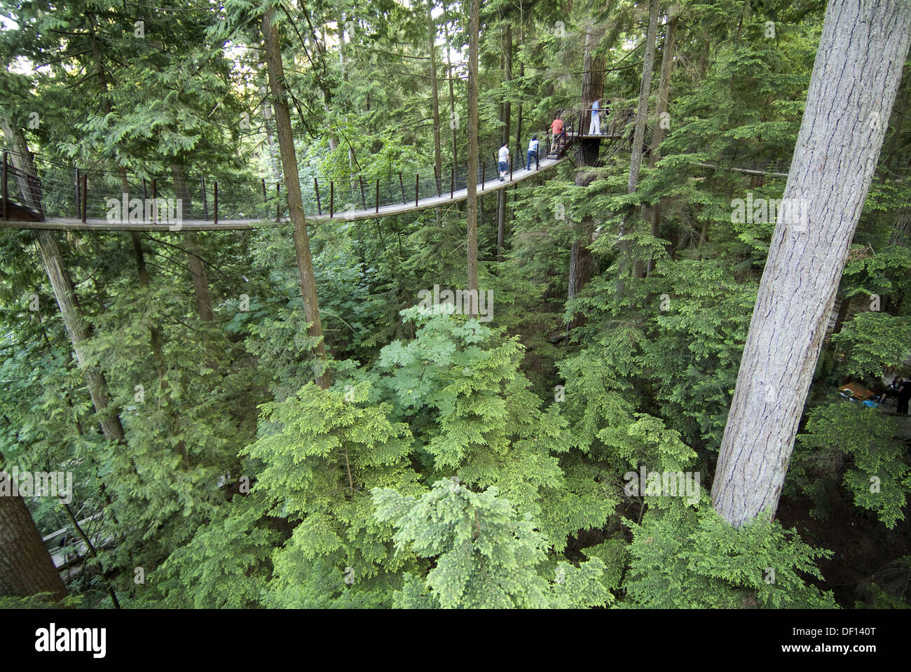 forest walkway at the Capilano Suspension Bridge facility, North