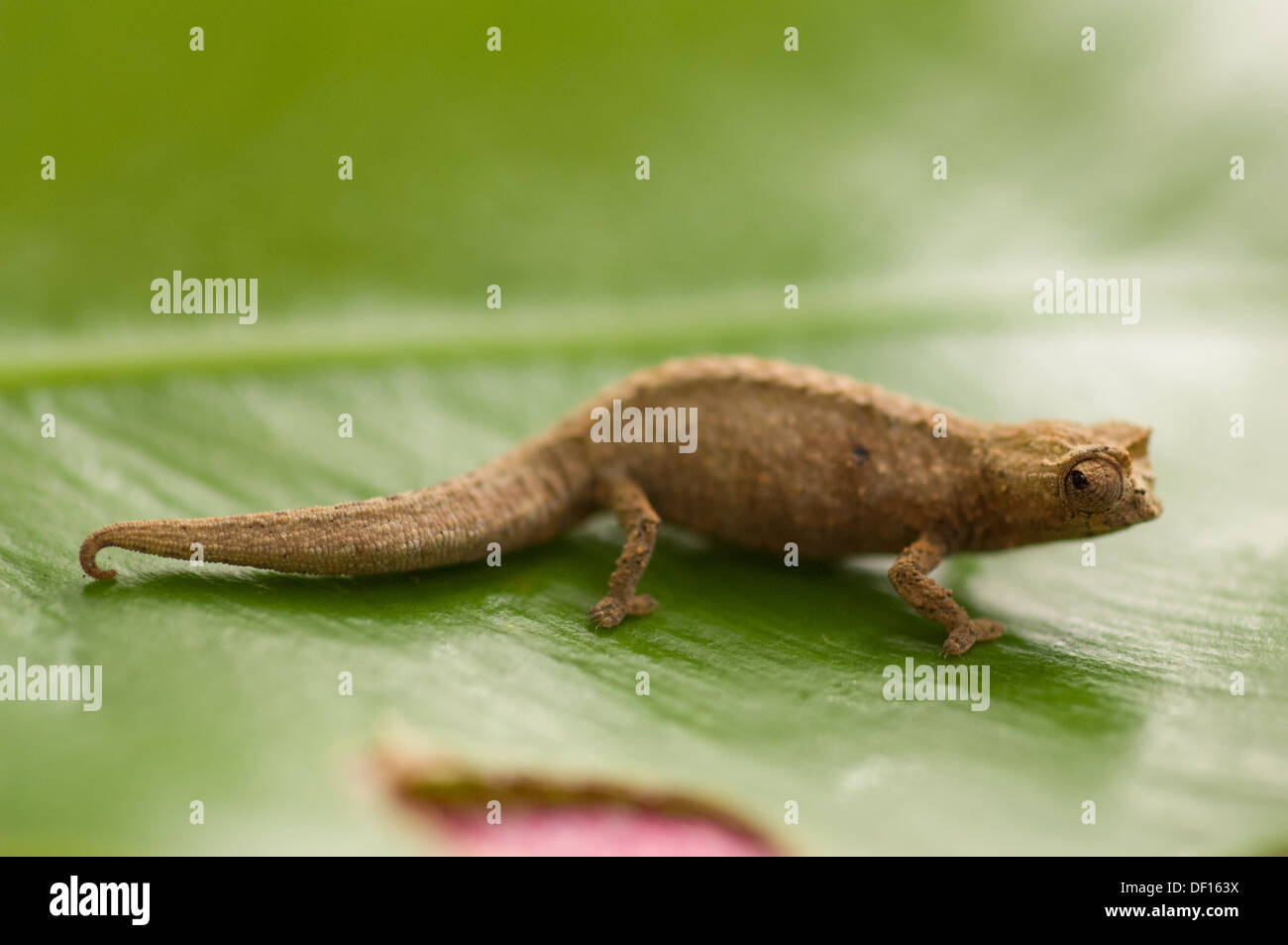 Leaf chameleon (Brookesia tristis), Parc National Montagne D'Ambre (Amber Mountains National Park), Antsiranana (Diego-Suarez), Madagascar Stock Photo