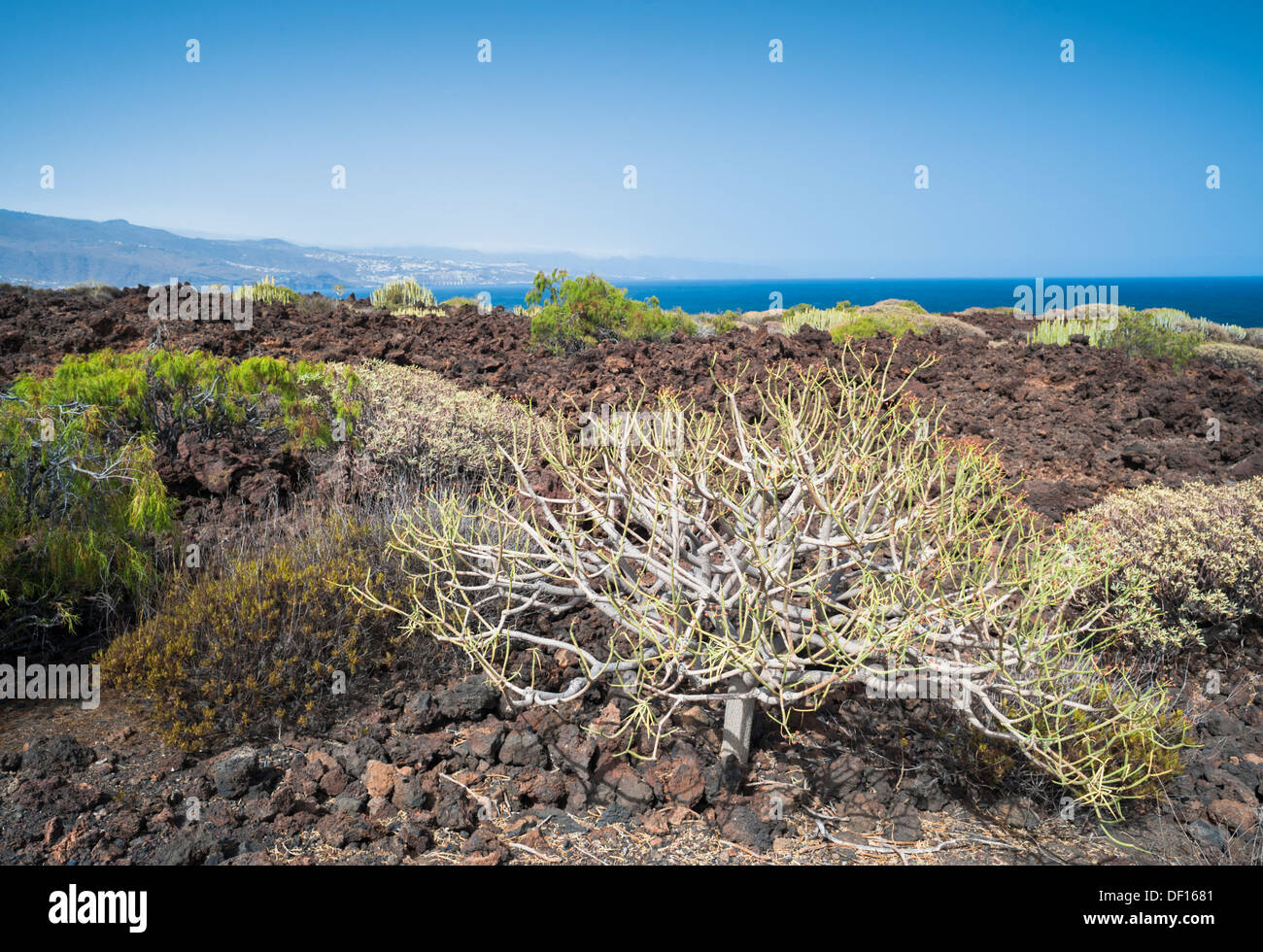Euphorbia balsamifera, Plocama pendula and Campylanthus salasoides on lava beside the  ocean at Malpais de Guimar, Tenerife Stock Photo