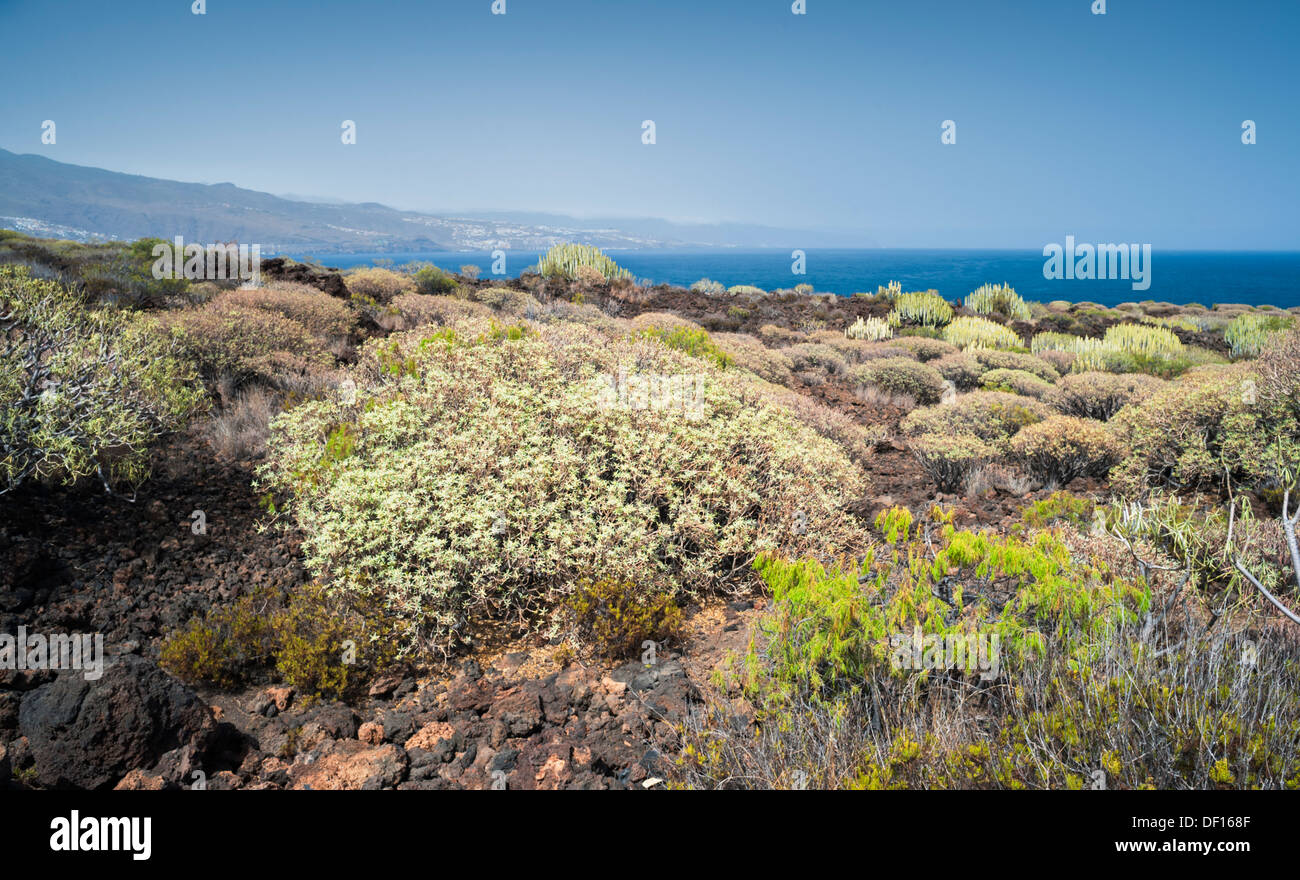 Euphorbia balsamifera (tabaiba dulce) and Plocama pendula (balo) on lava beside the  ocean at Malpais de Guimar, Tenerife Stock Photo