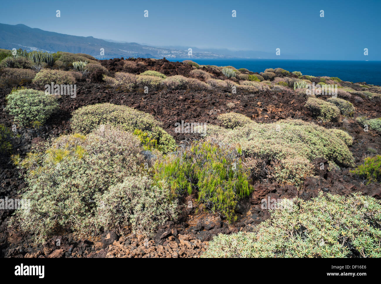 Euphorbia balsamifera and Plocama pendula thriving on lava beside the Atlantic Ocean at Malpais de Guimar, Tenerife Stock Photo