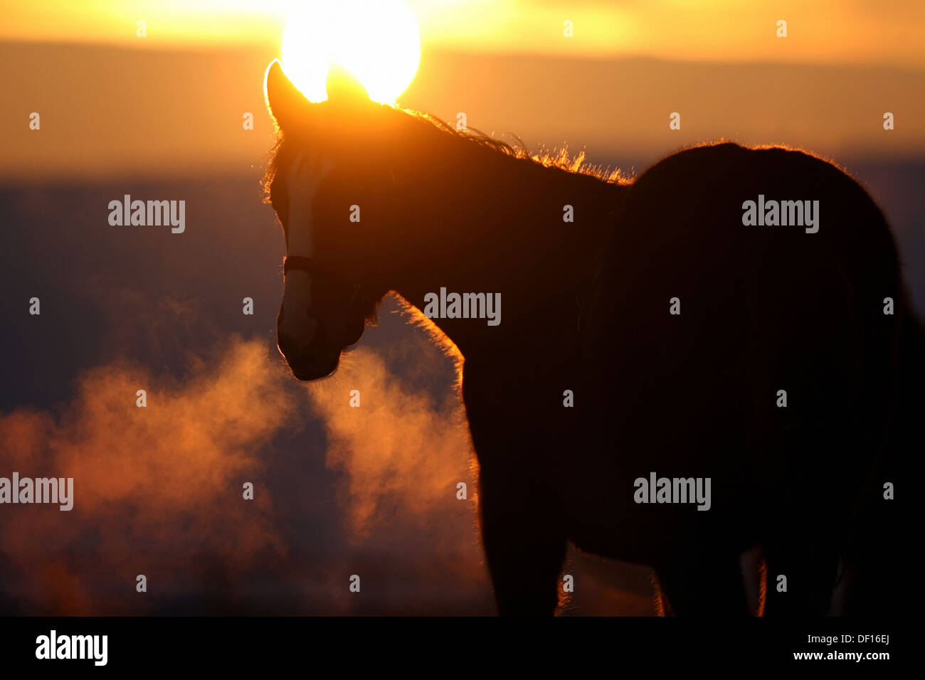 Görlsdorf, Germany, a horse at sunrise with breathing cloud Stock Photo