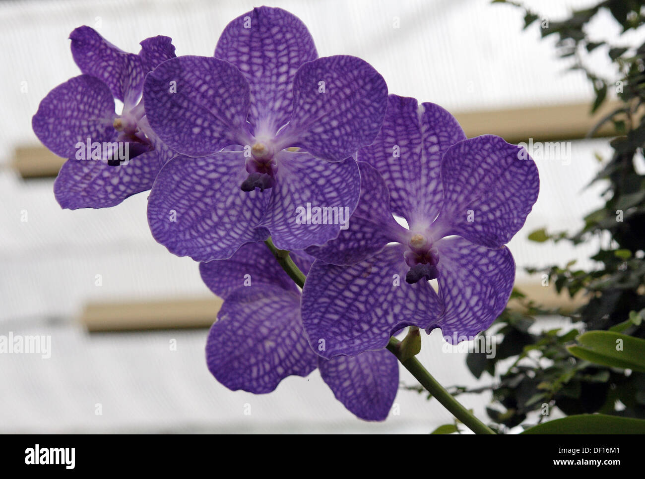 Berlin, Germany, purple Orchideenblueten Stock Photo