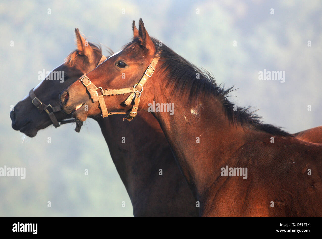 Görlsdorf, Germany, foals whinny Stock Photo