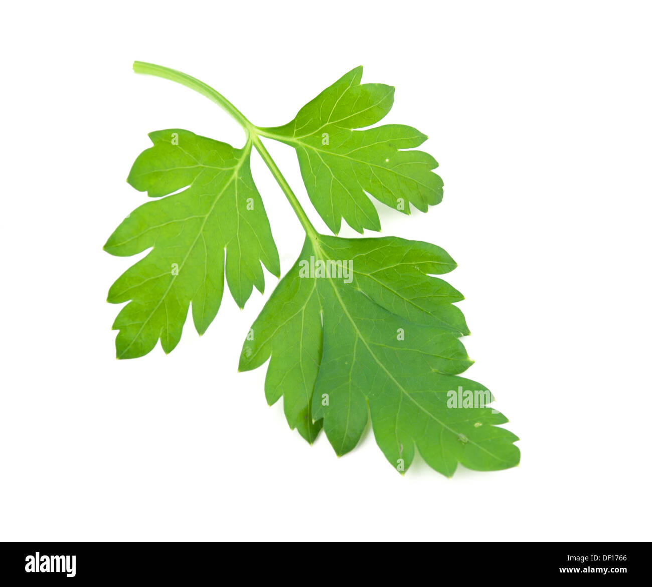 sprig of parsley is isolated on white background Stock Photo