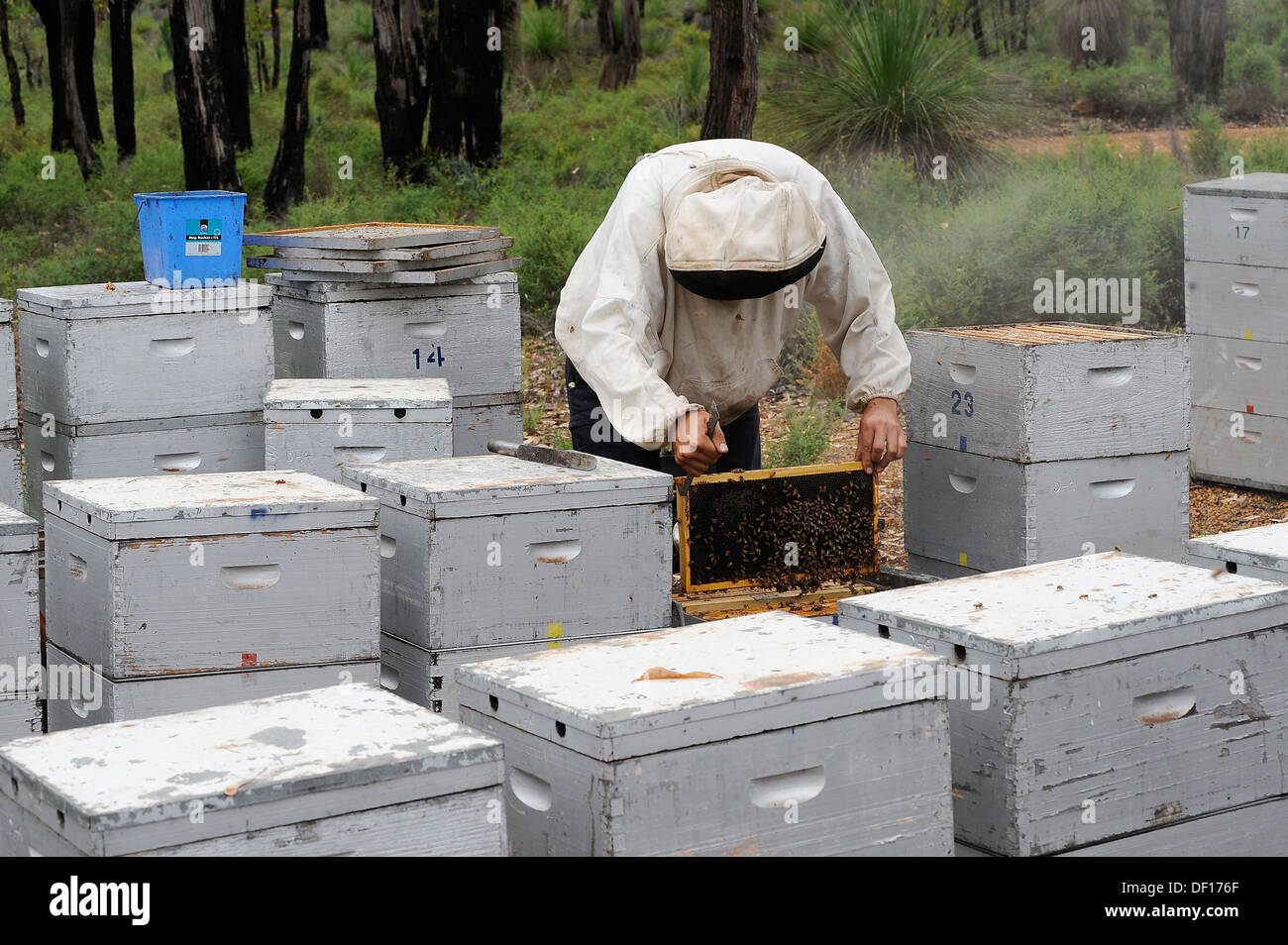 Commercial bee keeper inspecting his hives Perth western Australia Stock Photo
