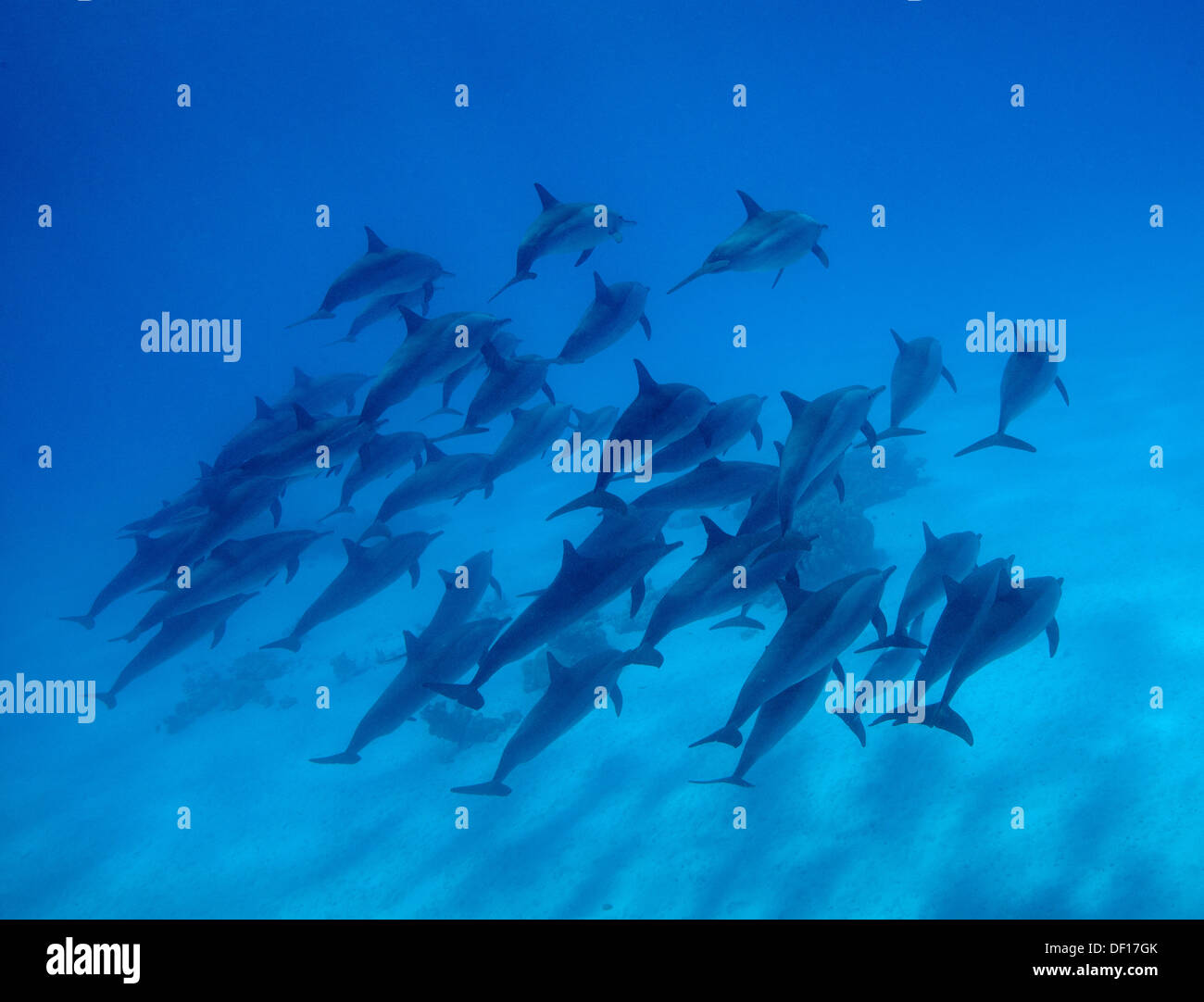 Red Sea, Egypt, Spinner Dolphins at Sataya Kebir Stock Photo
