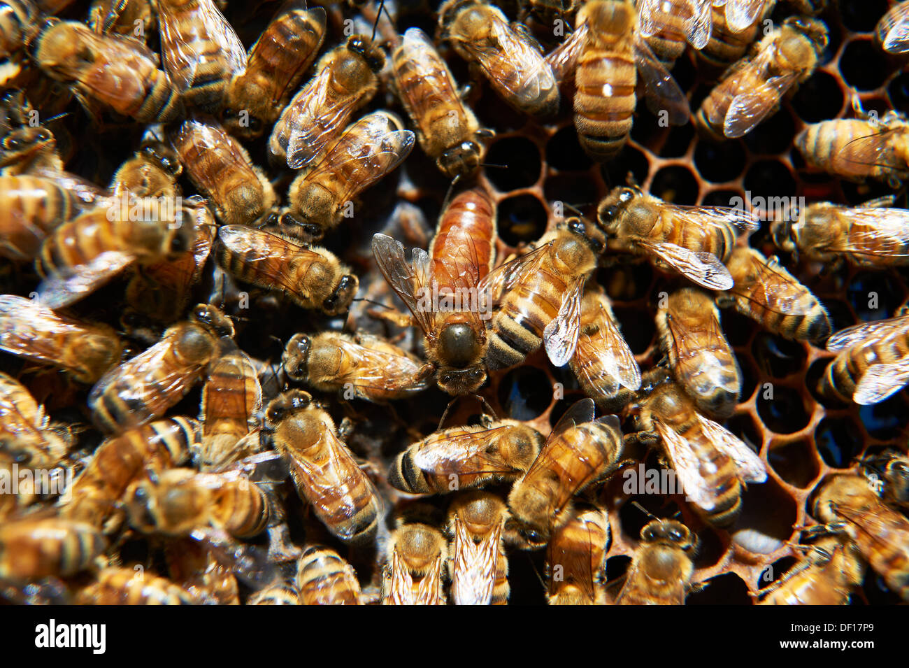 Queen bee in the center centre of the frame surrounded by worker bee's Stock Photo