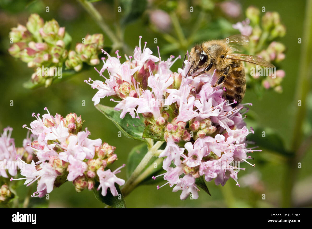 Berlin, Germany, a bee sitting on the flowering of Dost Stock Photo