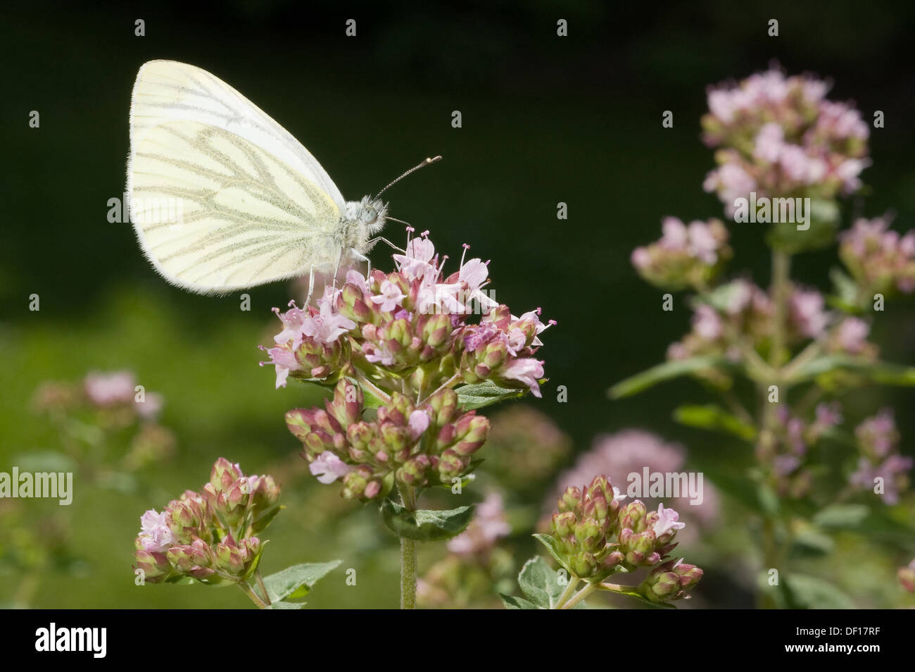 Berlin, Germany, a cabbage white butterfly sitting on the flowering of Dost Stock Photo