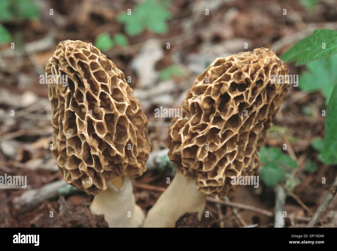 Morel mushrooms. Great Smoky Mountains National Park. Tennessee. USA