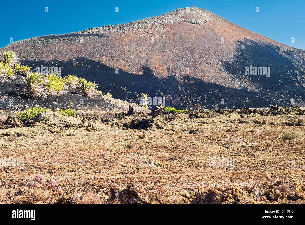 Large pink-flowering stonecrop on lichen-covered lava in front of the red and black volcanic cone of Montana Ortiz, Lanzarote Stock Photo
