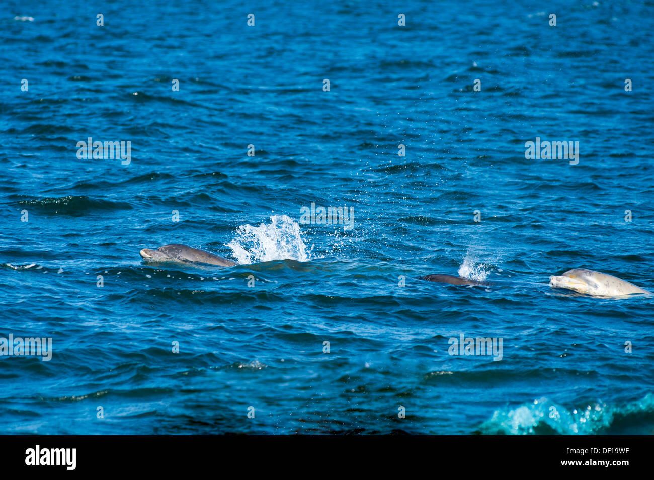 Dolphins in water, shot from shore Stock Photo