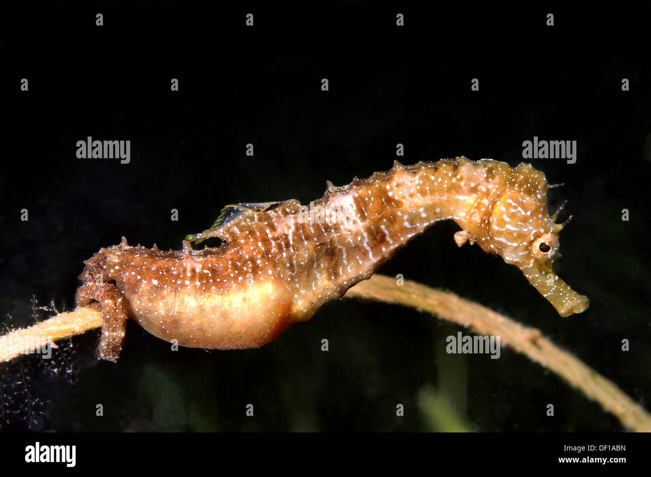 Short-snouted seahorse (Hippocampus hippocampus) Black sea Stock Photo