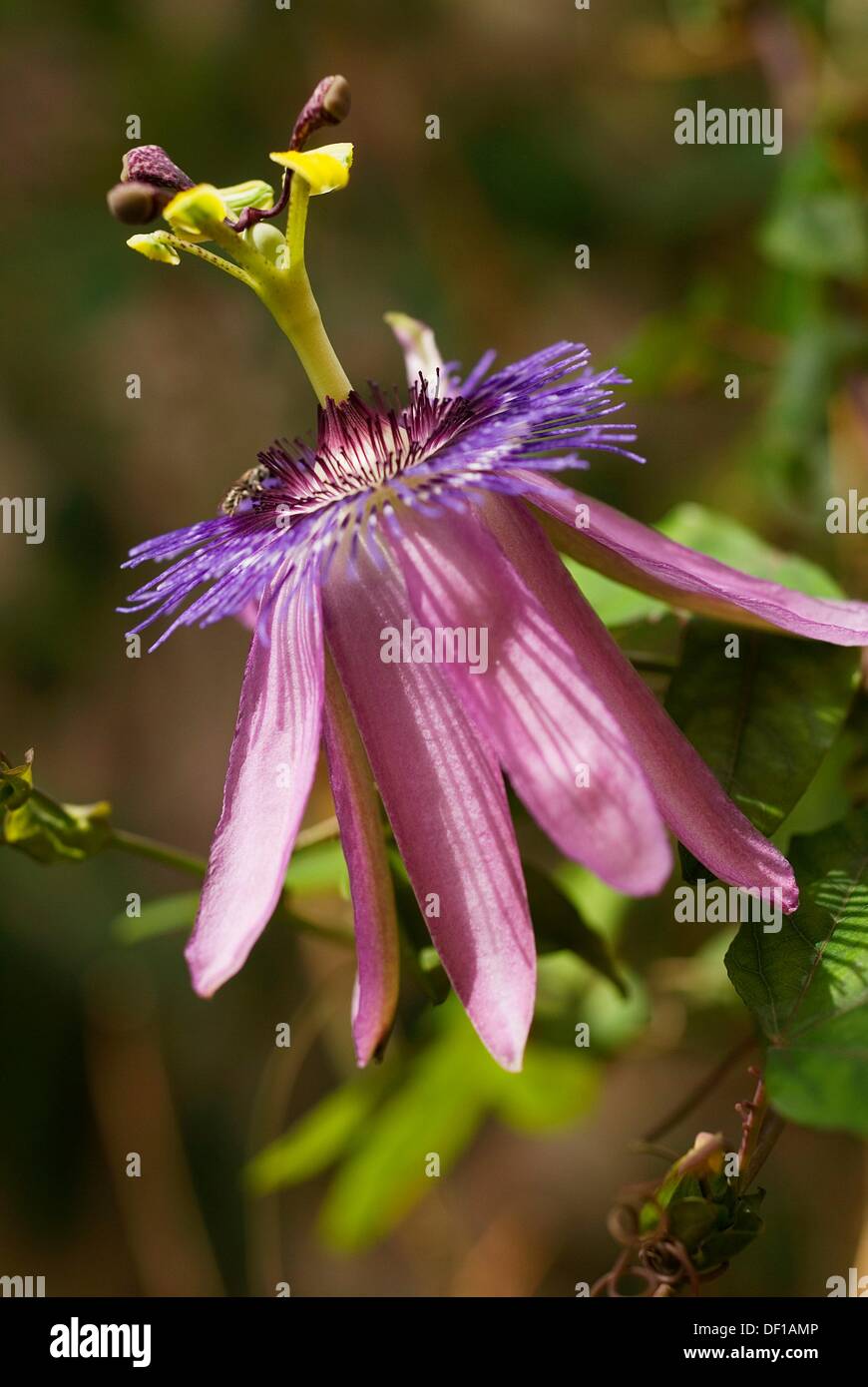 Passionflowers (Passiflora coerulea Stock Photo Alamy