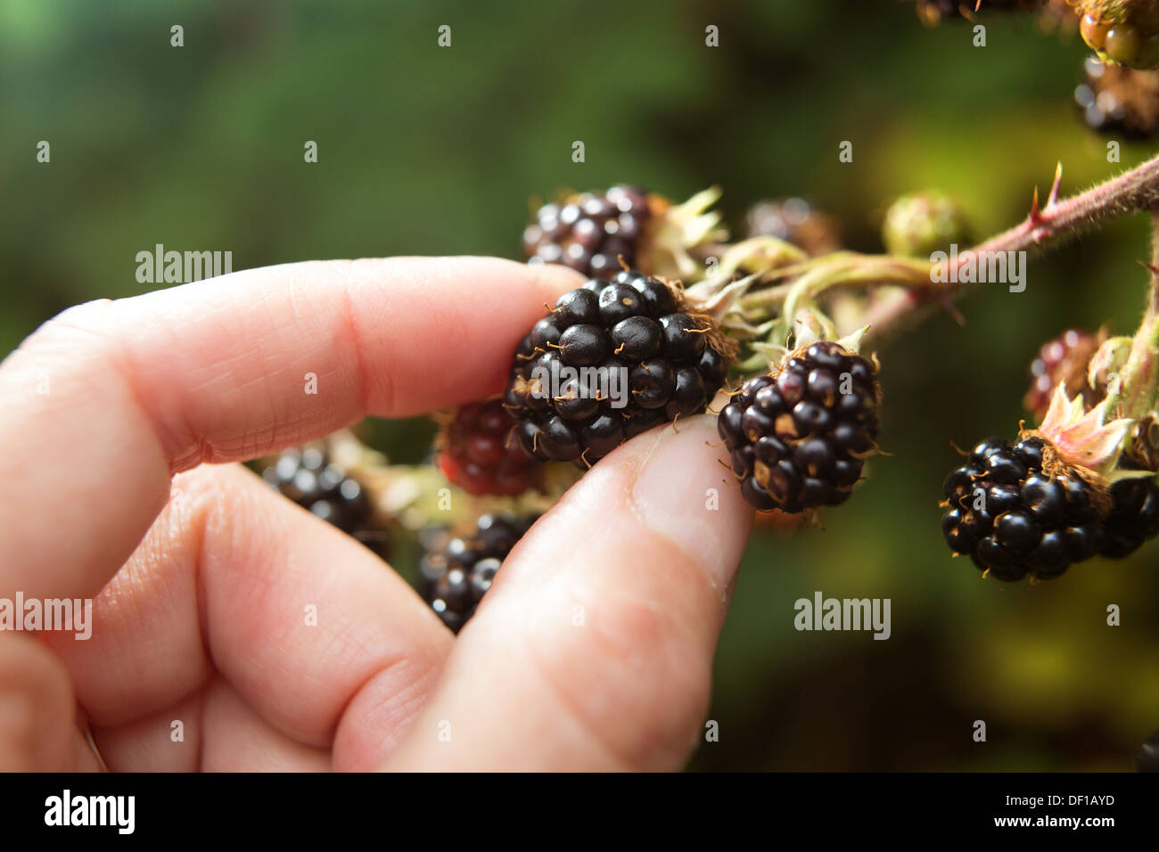 Picking fruit uk hires stock photography and images Alamy