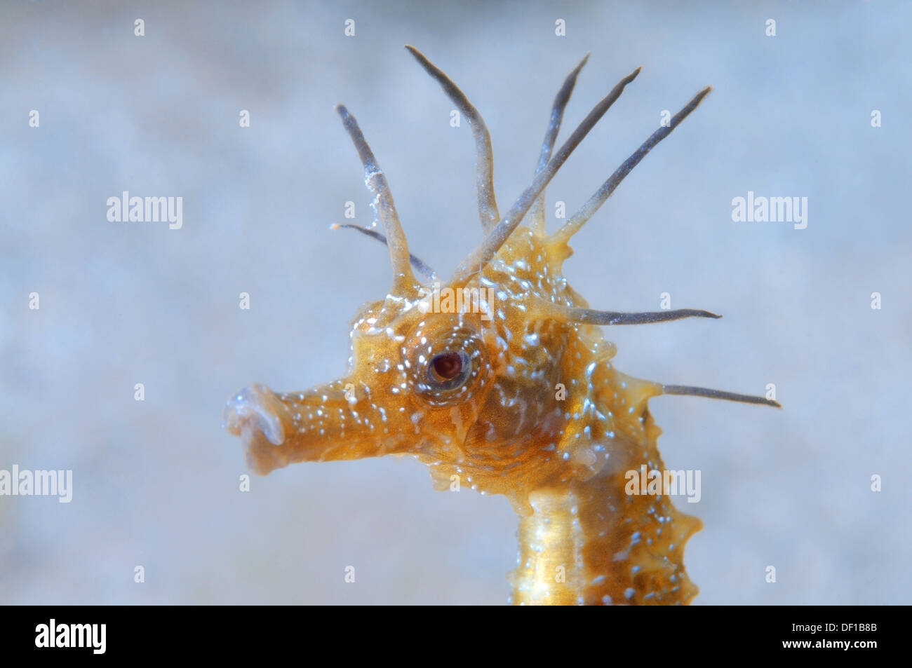 Short-snouted seahorse (Hippocampus hippocampus) Black sea, Crimea, Ukraine, Eastern Europe Stock Photo