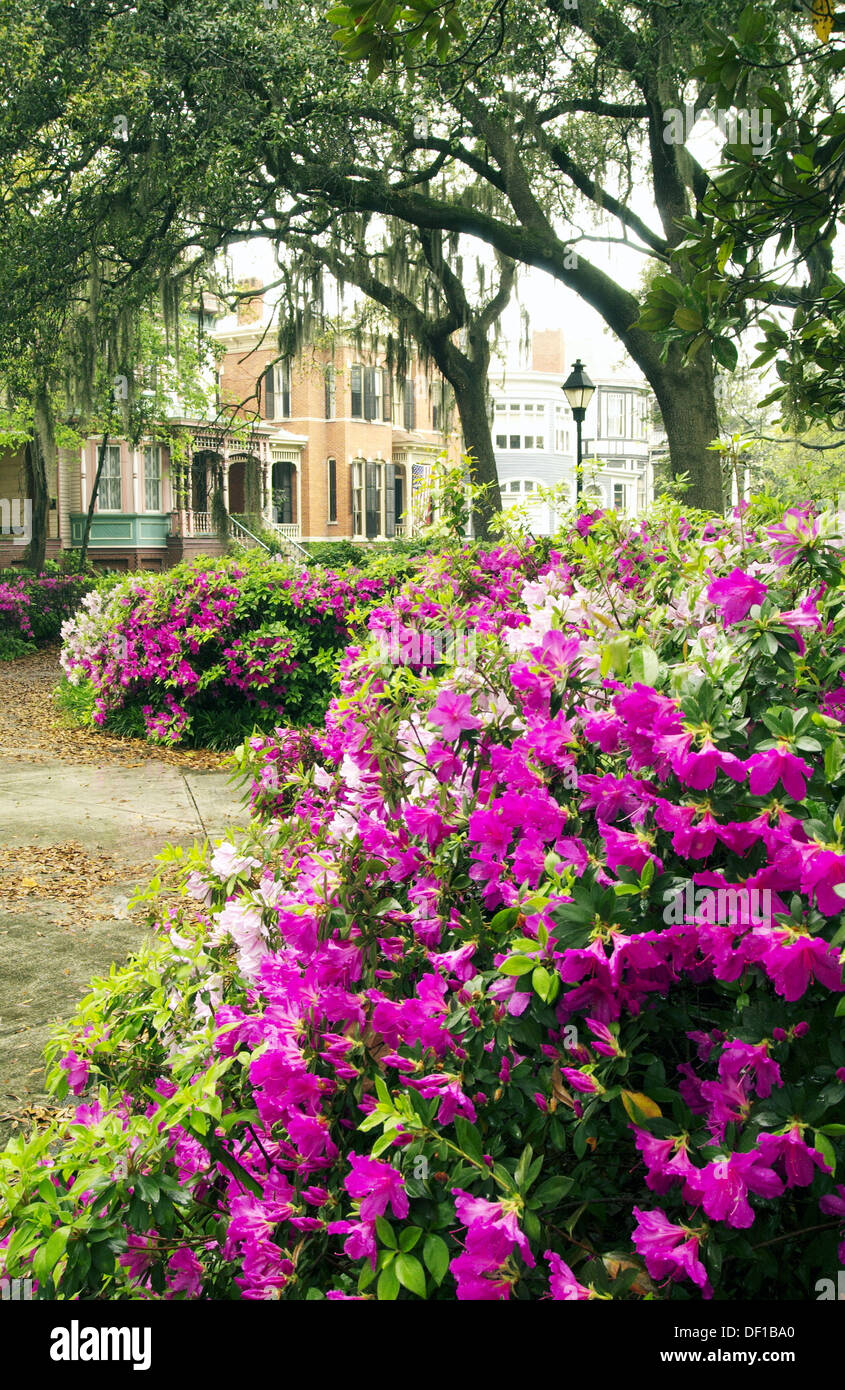 Azalea shrubs in Forsyth Park. Savannah, USA Stock Photo Alamy