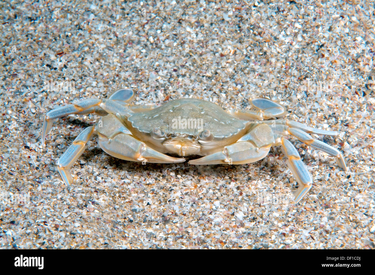 Macropodia rostrata фото