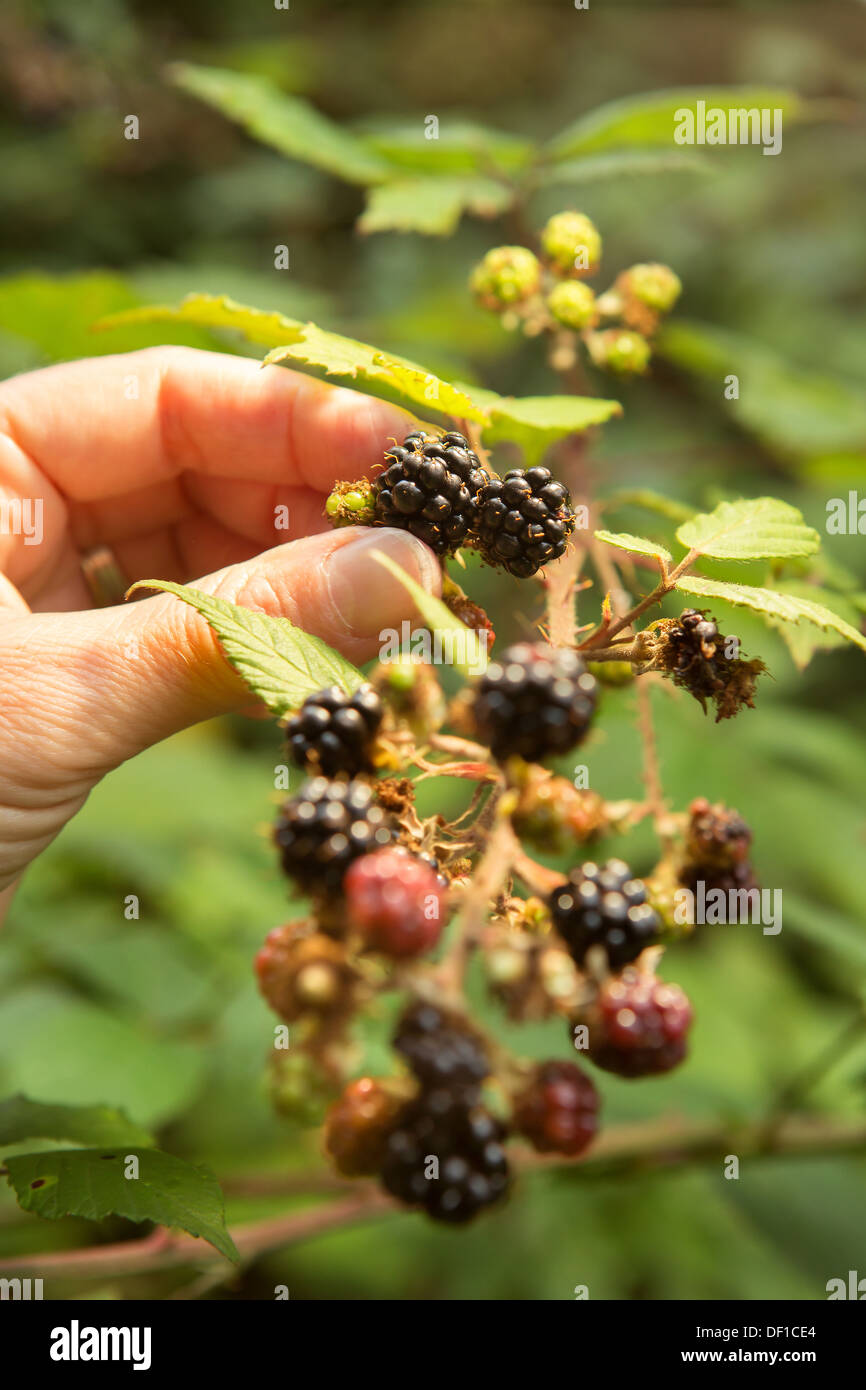closeup blackberry fruit picking in the countryside UK england female hand model. autumn berry