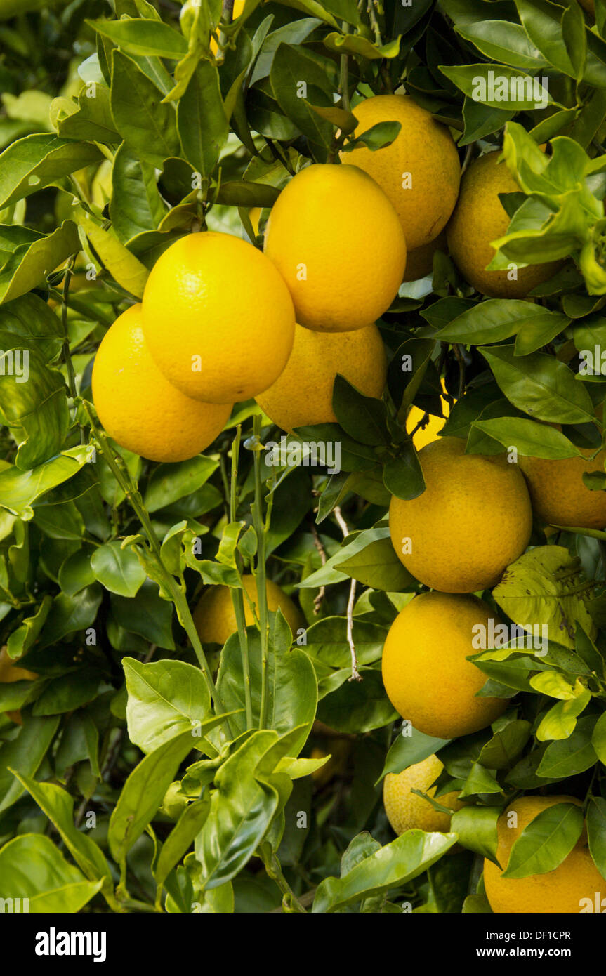 Oranges on tree florida hires stock photography and images Alamy
