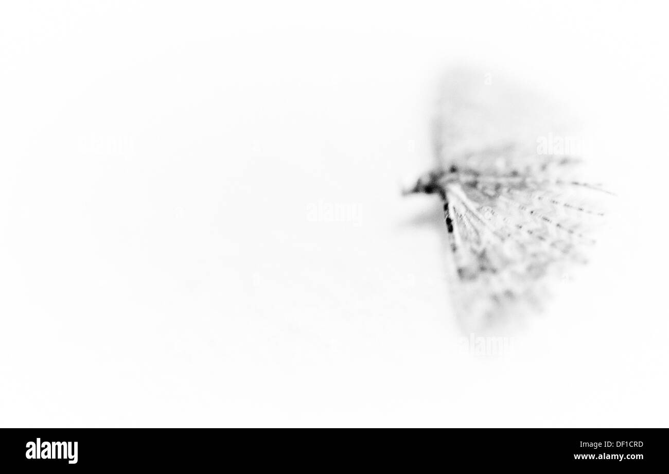 A moth or butterfly Stock Photo
