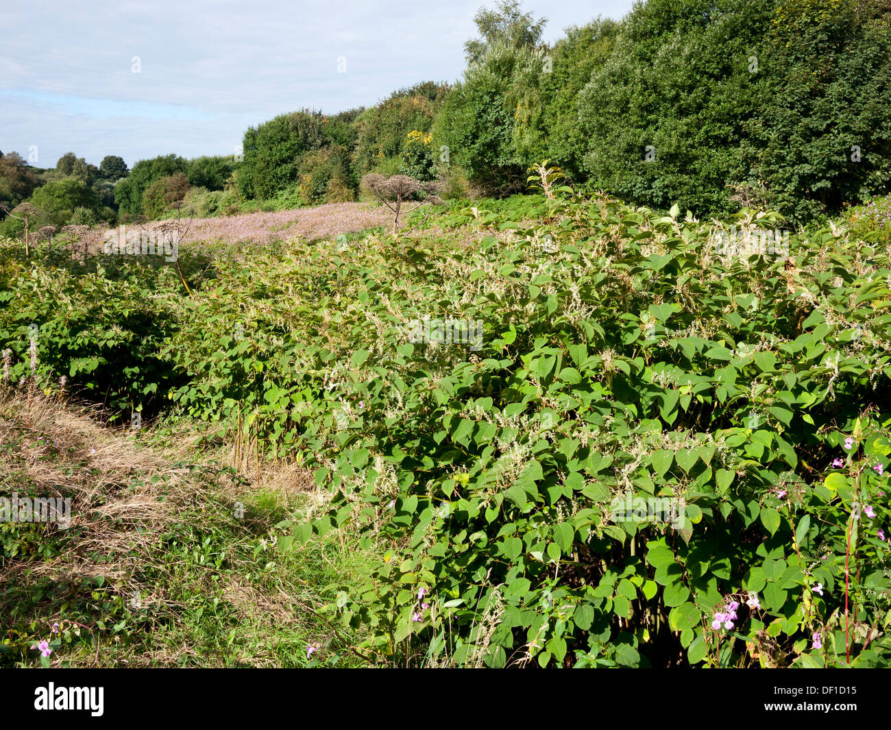 Japanese Knotweed (fallopia japonica) on the banks of the River Irwell Radcliffe,Greater Manchester,UK. Stock Photo