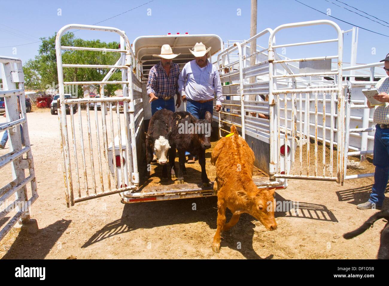 Cowboys cattle auction hires stock photography and images Alamy